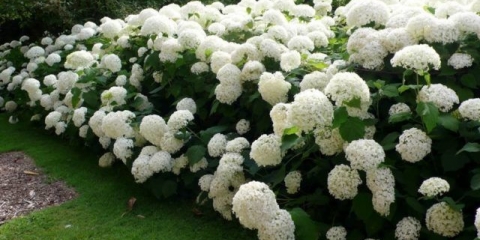 Hortenzija annabelle: opis i fotografija, sadnja, njega, recenzije